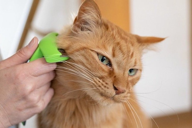 茶トラ猫 