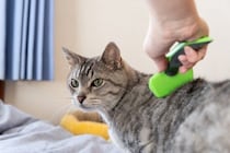 猫を満足させる『ブラッシング』のコツ4つ　理想的な頻度や嫌がる子へのアプローチ方法も