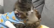 ソファの上で喧嘩し始めた２匹の猫→お腹に連続キックを食らって…予想外の『鳴き声』に１万いいね「おもちゃみたいｗ」「ビブラートｗ」