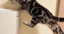 空気清浄機の上に乗りたいのに『足が届かない猫』→諦めずに頑張った結果…思わず応援したくなる光景が23万再生「がんばれーｗ」「笑ったｗ」