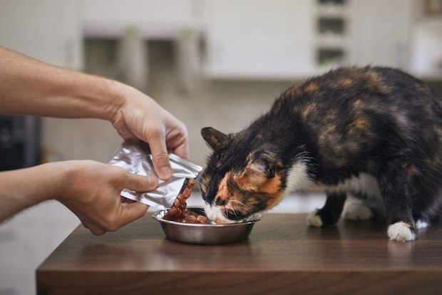 ご飯をもらう猫