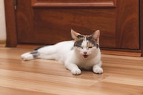 猫が『夏バテ』になっているときのサイン4つ　見逃せない症状から対処法まで解説
