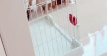 朝起きて部屋のドアを開けたら、『４匹の子猫たち』が…悶絶必至の光景が539万再生「悲鳴をあげてしまう」「可愛すぎて涙が出てきたｗ」