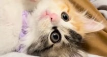 人が大好きな子猫→飼い主にべったりとくっついて…ずっと見ていたくなる『かわいい光景』に悶絶の声「破壊力がすごい」「し、幸せ過ぎる」
