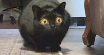 ターゲットをロックオンした黒猫→次の瞬間、目が信じられないほど大きく変化して…想像を超える光景に「目が本当にすごい」「AIかと思った」