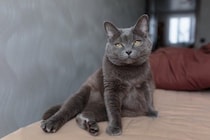 猫の『座り方』に異変を感じたときに疑われる病気5選　痛みを抱えているの？取るべき対処法まで