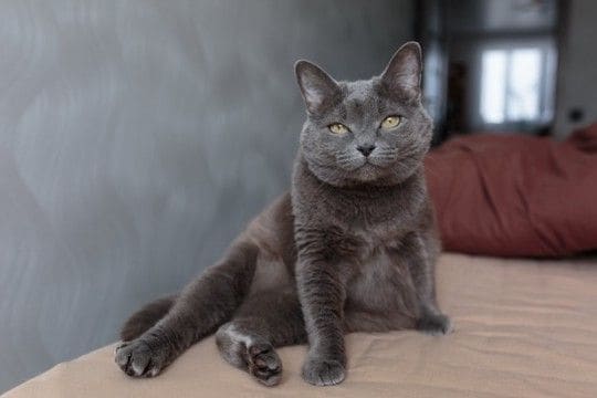 猫の『座り方』に異変を感じたときに疑われる病気5選 痛みを抱えているの?取るべき対処法まで