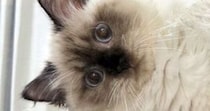 『ケージの上で寝ている猫』を見たら、ありえない体勢で…まさかの光景に２万いいね「筋肉がプルプルしそうｗ」「体幹がしっかりしてる」