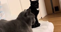 膝の上でくつろぐ猫の隣で、もう1匹が『順番待ち』……ママを独り占めしたい『猫たちの様子』に「めっちゃ可愛い」「ニヤニヤした」の声