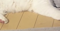 かまってアピールする猫を『少しだけ無視』してしまった結果…まさかの光景に５万いいね「しっぽが凄い反応してるｗ」「態度で示してるねｗ」