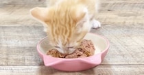 生後37日目を迎えた保護子猫→大好きな『ごはんの時間』になると…愛おしすぎる光景が47万再生「何をしても可愛い」「ずっと見ていられる」