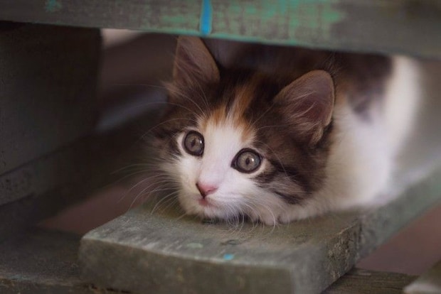 怖がって隙間に隠れる猫