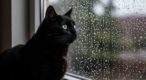 猫が『雷や台風』を怖がってしまう理由3つ　不安を感じているサインや落ち着かせるコツも