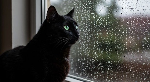 猫が『雷や台風』を怖がってしまう理由3つ 不安を感じているサインや落ち着かせるコツも