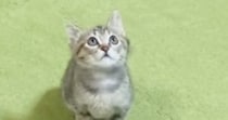 高いところにある飼い主の手を見つめる子猫→ジャンプすると…ほっこりする光景が31万再生「朝から癒されたｗ」「何回も見ちゃったｗ」