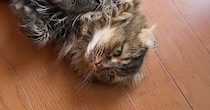 猛暑日、『猫たちの様子』を見ていると…ほっこりする『日常の光景』に癒される人が続出「みんな落ちてて可愛いｗ」「笑いと癒しをありがとう」