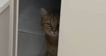 『掃除機が大嫌いな猫』→掃除機をかけようとすると…可愛すぎるリアクションに癒される人が続出「察知してんの凄い」「すごい不満そうｗ」