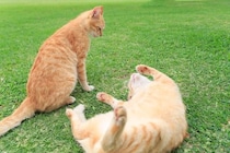 猫がケンカの最中に『お腹を見せる』理由とは　降参しているの？隠された意味をご紹介