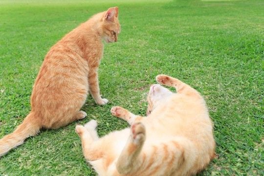 猫がケンカの最中に『お腹を見せる』理由とは 降参しているの?隠された意味をご紹介