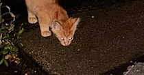 濡れた地面を必死に舐めていた、『ひとりぼっちの子猫』と出会った結果…涙あふれる結末が120万再生「よく頑張ったね」「本当によかった」