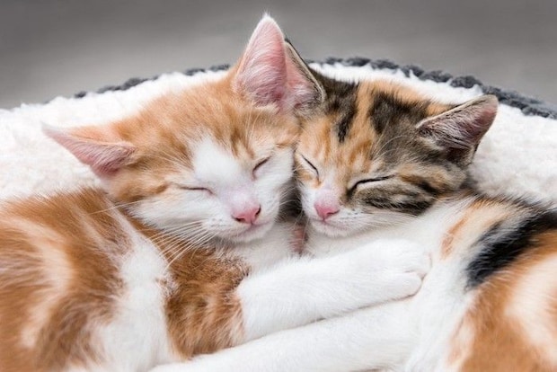 身を寄せ合って眠る子猫たち