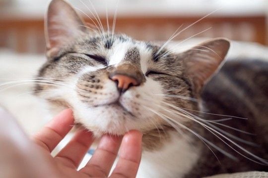 『優しい猫』が持っている特徴5選 生まれつきなの?温厚な性格になる要因も解説