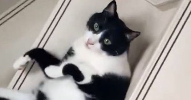 階段で『出待ち』していたネコ…飼い主が通り過ぎた瞬間に始まった『まさかの遊び』に2万いいね「可愛すぎるw」「どうみても液体」