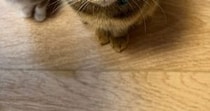 朝、パンを食べていると足元で猫たちが…微笑ましい光景に１万いいね「ちっこくて可愛いｗ」「食べづらいねｗ」と笑顔になる人が続出