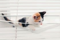 猫と暮らす部屋に『ブラインド』を取り付けるときの注意点3つ　選び方のポイントやイタズラ対策のコツ