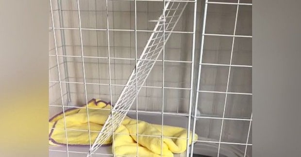 朝起きてケージを見ると子猫の姿がない→慌てて探した結果…まさかの『隠れ場所』が88万再生「トイレの中かと思ったｗ」「愛くるしいｗ」