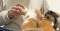 ４匹の保護子猫→『ミルク』をあげると…あまりにも『尊い行動』に反響「こんなに小さいのにわかるんだね」「めちゃめちゃ可愛い〜ｗ」