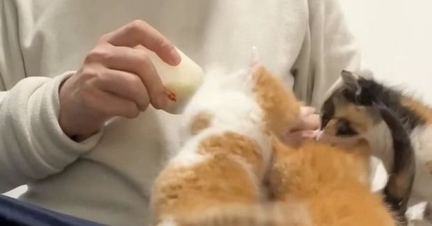 ４匹の保護子猫→『ミルク』をあげると…あまりにも『尊い行動』に反響「こんなに小さいのにわかるんだね」「めちゃめちゃ可愛い〜ｗ」