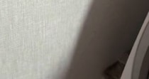 掃除機をかけていると、『狭い隙間』に…猫たちがとった『可愛すぎる行動』に癒される人が続出「重なってるｗｗ」「笑っちゃったｗ」