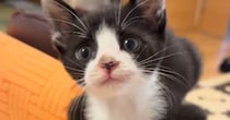 犬と一緒に暮らす子猫→先輩犬の影響か、口を開けた瞬間に出てきた『まさかの鳴き声』が77万再生「絶対ワンって言ってるｗ」「口の動きがｗ」