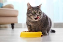 『食べるのが下手な猫』が抱えている原因3つ　なぜ食べこぼすの？改善策もご紹介