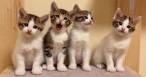 横一列に並んだ子猫4兄弟→1匹が『あくび』をしたら…まさかの『尊い光景』が73万再生「いいね一回じゃ足りない」「可愛すぎて震えた」