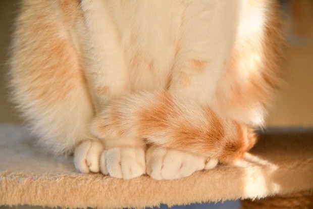 尻尾を巻く猫