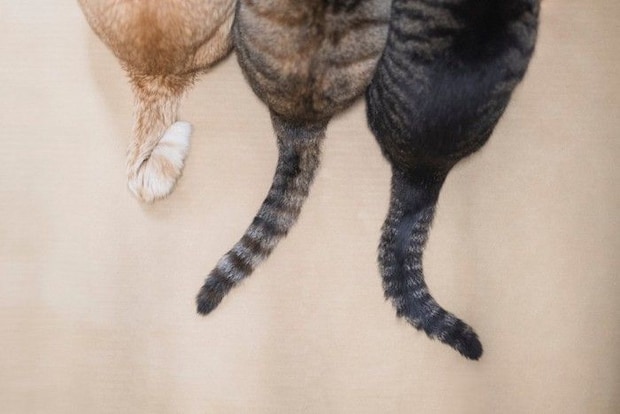 3匹のしっぽ