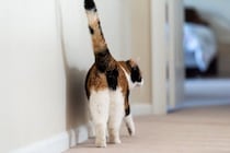 猫があなたに『しっぽで触れてくる』ときの心理5選　伝えたいことがあるの？気持ちを読み取るためのポイントまで