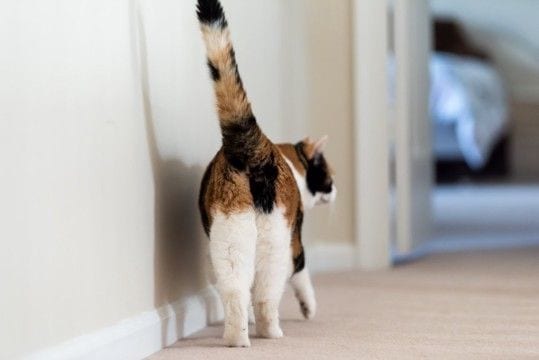 猫があなたに『しっぽで触れてくる』ときの心理5選　伝えたいことがあるの？気持ちを読み取るためのポイントまで
