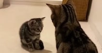 子猫と初めて対面した先輩猫→おててを振り上げ、パンチするかと思いきや…『まさかの行動』が309万再生「優しさが伝わる」「ドキドキした」