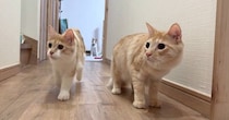 上の階で楽しく遊んでいた猫たち→飼い主が様子を見に行くと…予想外のリアクションに「わかりやすいｗ」「キャッキャしてたのにｗ」と爆笑