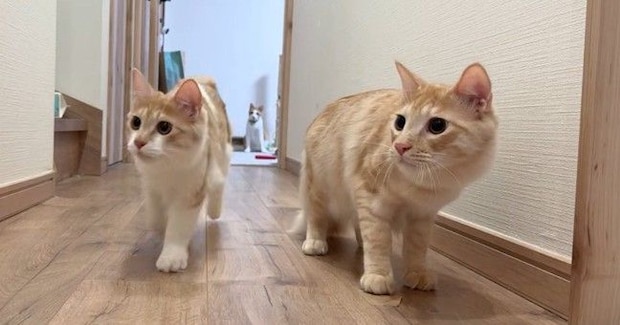 上の階で楽しく遊んでいた猫たち→飼い主が様子を見に行くと…予想外のリアクションに「わかりやすいｗ」「キャッキャしてたのにｗ」と爆笑