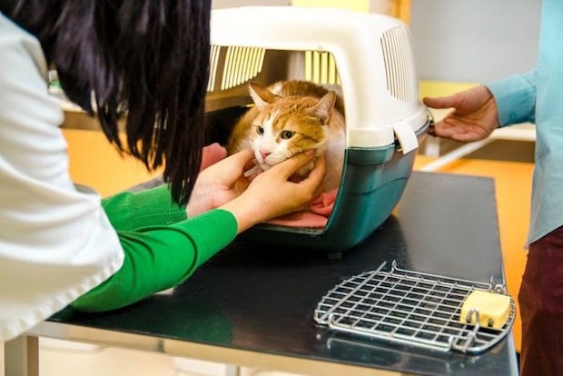 キャリーの猫