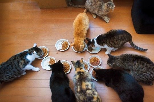 猫の『多頭飼い』に失敗しないための注意点4つ 考慮すべきポイントや飼育環境の整え方