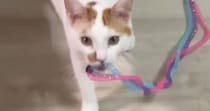 おもちゃをくわえて『飼い主のもとに向かう猫』→次の瞬間…とんでもない展開が45万再生「すごい瞬間が撮れてるｗ」「スリに遭ったねｗ」