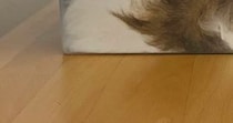 帰宅したら猫が透明な箱にすっぽりと収まっていて…もはや猫に見えない『衝撃の光景』に「何が何だかわからんｗ」「マーブルパウンドケーキ」