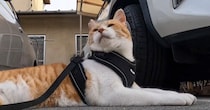 朝５時に目を覚ました元野良猫→日課の散歩に出かけると、大好きなおっちゃんを発見して…微笑ましい光景が126万再生「可愛すぎ」「癒された」