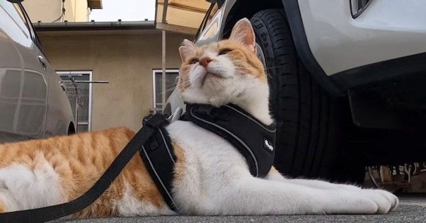 朝5時に目を覚ました元野良猫→日課の散歩に出かけると、大好きなおっちゃんを発見して…微笑ましい光景が126万再生「可愛すぎ」「癒された」