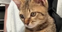 飼い主に向かって鳴き続ける子猫→『抱っこ紐』に入れると…赤ちゃんすぎる光景に「何でもしてあげたくなる」「愛おしい」と18万再生
